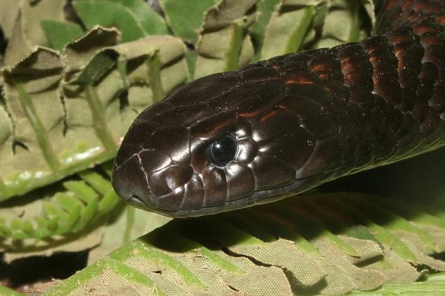 虎蛇|毒素|黑虎_新浪新闻