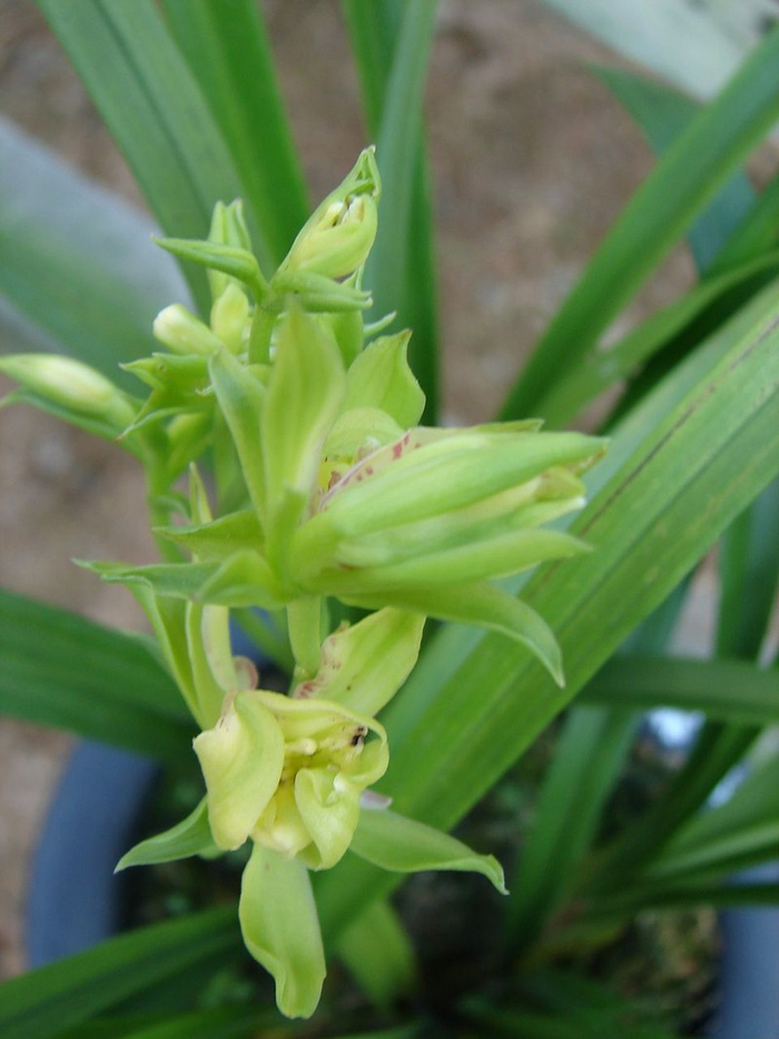 建兰四季兰峨眉牡丹又名峨眉山奇蝶,花瓣重重叠叠