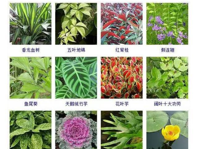 谁知道这些都是些什么植物？