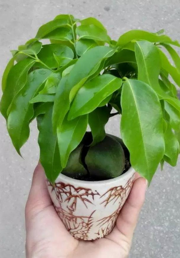 怎样挑选栗豆树?买回来后怎么盆栽呢
