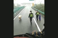二师兄也上高速了,交警叔叔逮到你该怎么办?