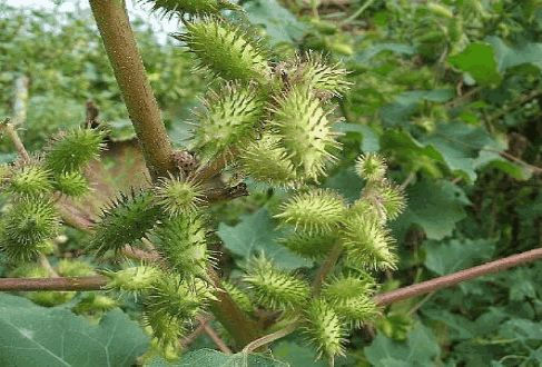 苍耳草的功效与作用功能祛风,清热,解毒.