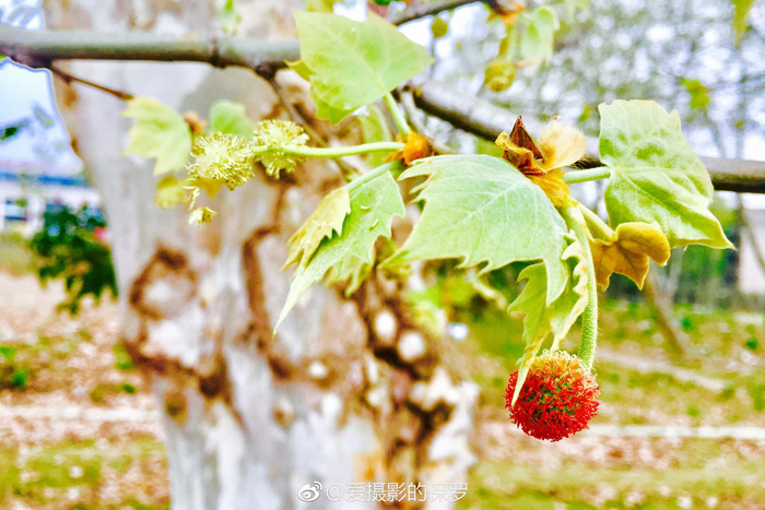 植物摄影·法桐果花（我不知该如何描述法桐这透着红色的悬铃果