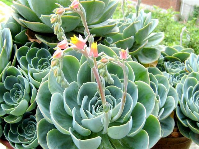 多肉植物莲花掌如何养护的株型紧凑只要注意好这几点