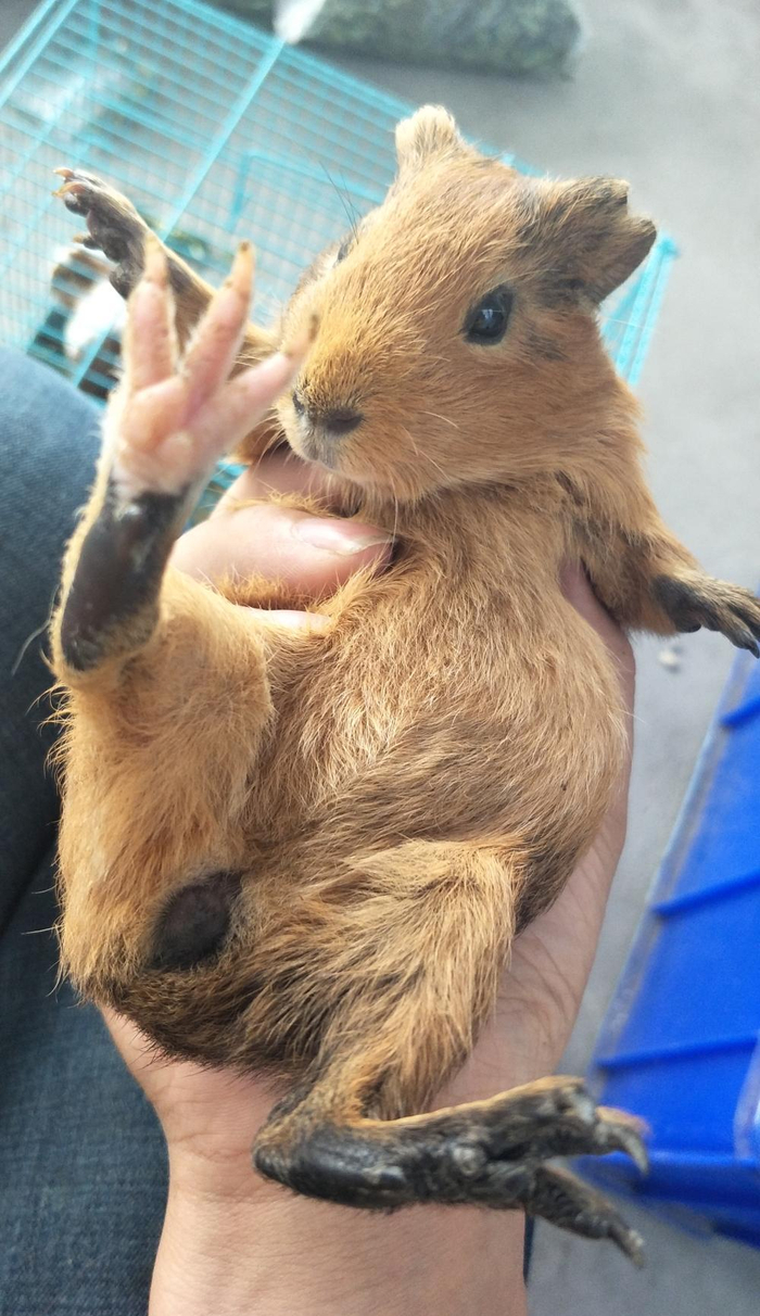 我家新来的宝宝, 棕色的荷兰猪一只|宝宝|荷兰猪|豚鼠_新浪新闻