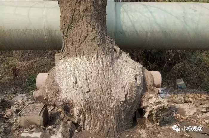 罕见“怪树”:一大一小2根钢管穿树而过 网友:我们不一样!