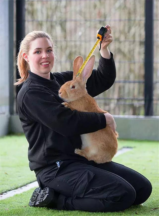 英国铲屎官养小兔子,七个月后长成22斤巨兔,网友:真的养不起!