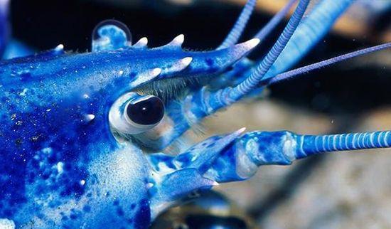 法国蓝龙虾,又名布列塔尼龙虾,常见于法国布列塔尼出产的大西洋和英伦