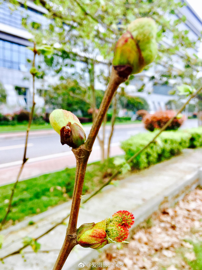 植物摄影·法桐果花（我不知该如何描述法桐这透着红色的悬铃果