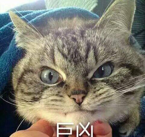 猫咪超凶表情包|猫咪|表情包|口水|失足|女同事_新浪新闻