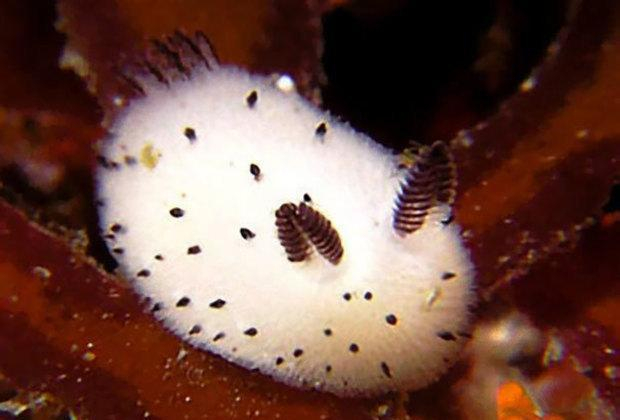 海兔子? 一种既熟悉又陌生的神奇生物!_新浪新闻