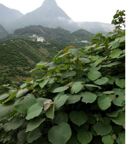 农村随处可见很多人却叫不出名的山麻杆，具有观赏和药用价值