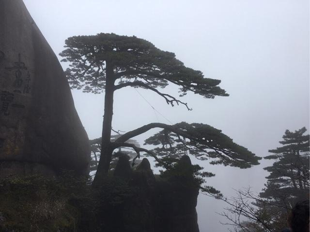 黄山迎客松是后来移植的吗?