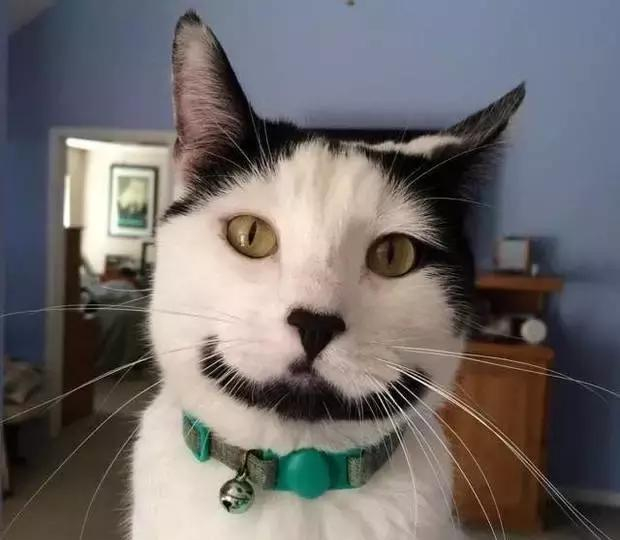 永远都在笑的猫咪心情再差的你看完也会高兴起来
