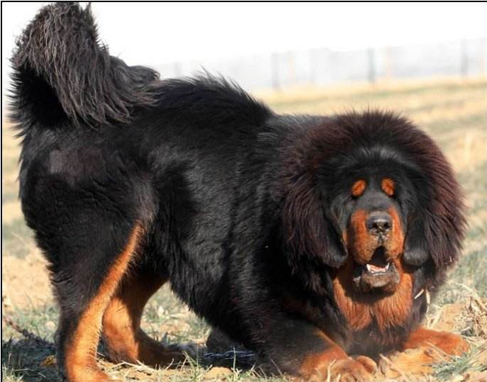 鬼獒VS青狼獒哪个更厉害，最强藏獒的终极对决