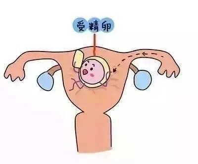 双胞胎是怎么形成的? 有秘诀吗?