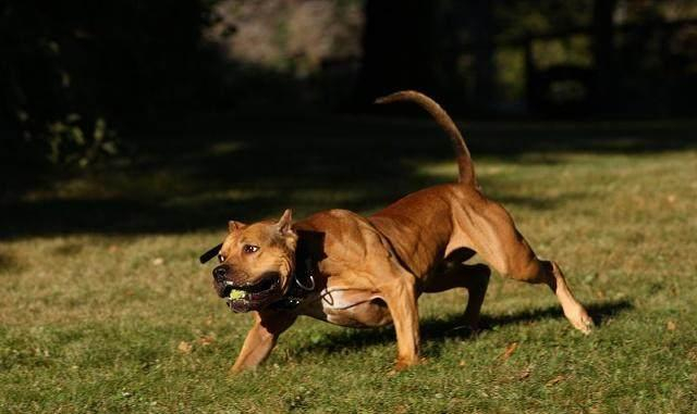 什么狗最凶残?世界十大恶犬排行榜!世界第一猛犬有多厉害?|猛犬|杜高|獒|比特犬|主人_新浪新闻