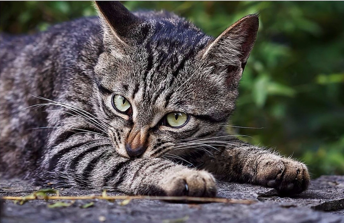 我国唯一被世界认可的猫咪——狸花猫