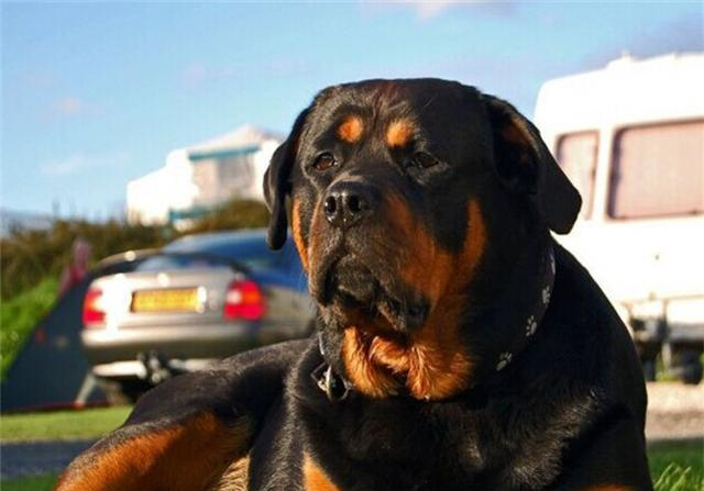 什么狗最凶残?世界十大恶犬排行榜!世界第一猛犬有多厉害?|猛犬|杜高|獒|比特犬|主人_新浪新闻
