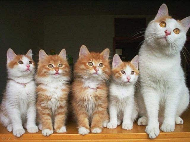 猫妈妈的护崽行为一点也不比人类差，从一个眼神里就能看出来。