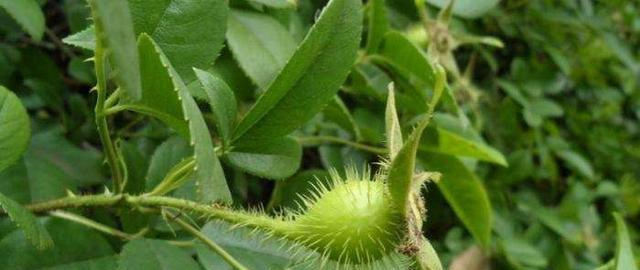 "刺榆子"一个躲在山里的野果