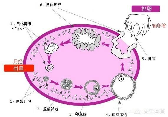 人体的“盆腔钟”~~~卵巢的三个周期