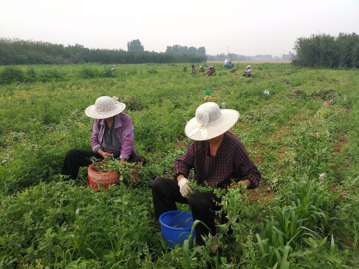 30几度高温下，几十个农村老人在田里忙啥，老人说再热也要干