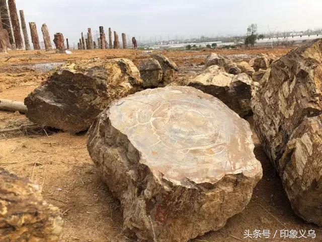 义乌这个呈现亿万年前自然地质景观的农业园区即将登场~|义乌|硅化木|森山_新浪新闻