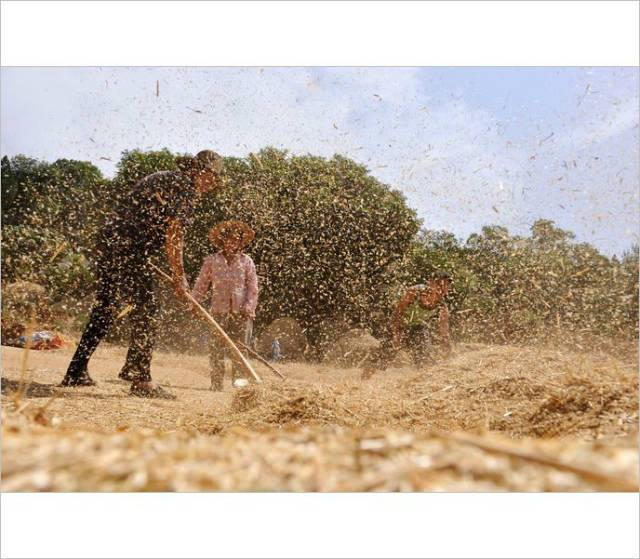 小时候农村收麦子的场景.(看了别哭)