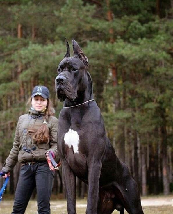 全球最丑的10大獒犬品种, 让女孩最讨厌而男孩却很喜欢(图)