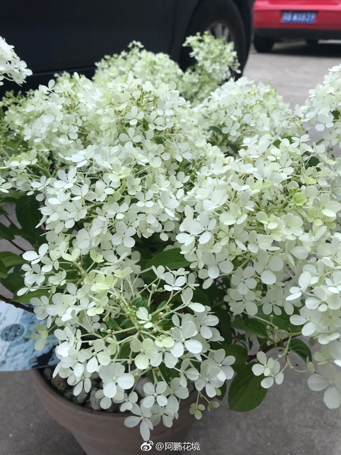 霹雳囧花视频