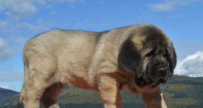 西班牙獒，真正的欧洲最凶悍烈性犬