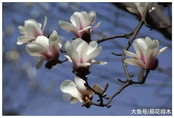 玉兰、木兰、辛夷、望春分别是什么花?_新浪新闻