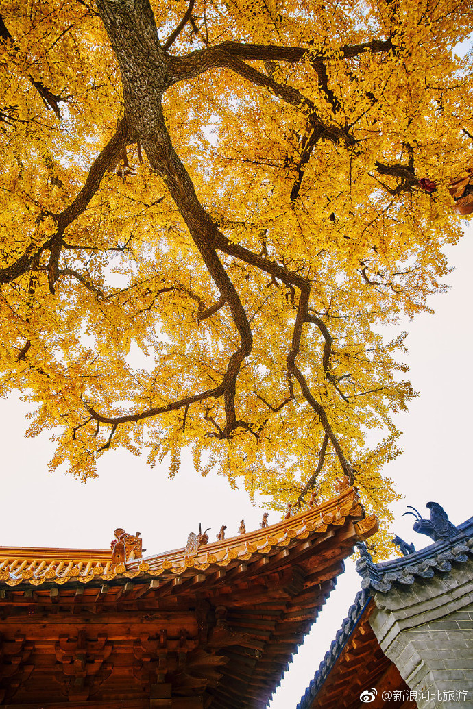 自入秋来风景好,就中最好是今朝