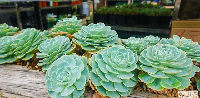时令花草摆放方法