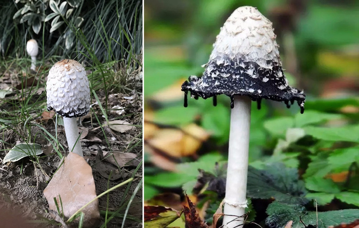 野外常见的这种白色蘑菇别随便采,与酒同食还会中毒|蘑菇|鬼伞|中毒_新浪新闻