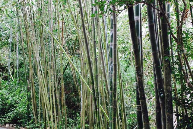 竹子的死亡办法:竹子难以“根除”,这几样方法最管用|草甘膦|竹子|竹根_新浪新闻