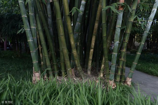 竹子的死亡办法:竹子难以“根除”,这几样方法最管用|草甘膦|竹子|竹根_新浪新闻