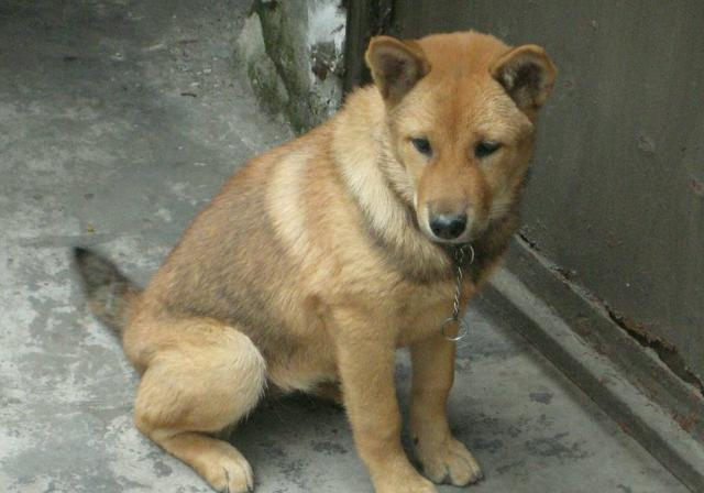 土狗到底说的是什么狗?|土狗|犬种|松狮犬_新浪新闻