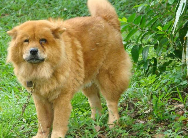 土狗到底说的是什么狗?|土狗|犬种|松狮犬_新浪新闻