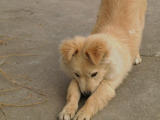 中华田园犬——土狗