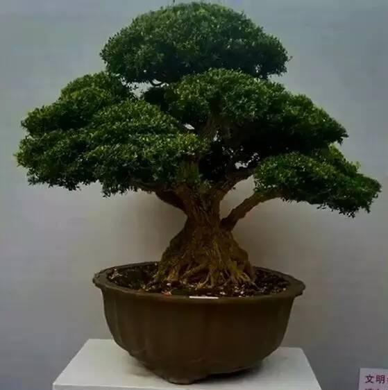“飓尺黄杨树， 婆要枝千重” 黄杨盆景欣赏