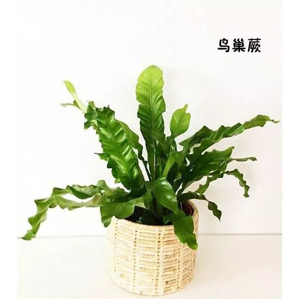 100种常见花艺配叶图示及花艺配叶用法|花艺|用法|插花_新浪新闻