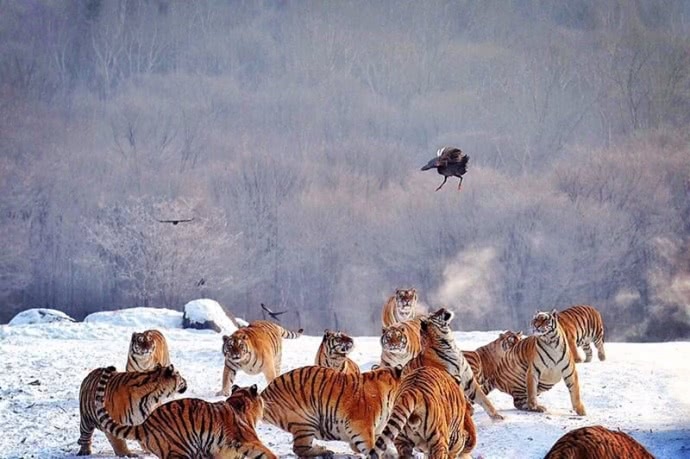 老虎吃人事件后，为何大家都在心疼老虎？