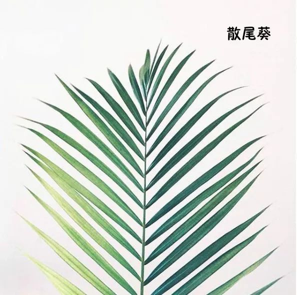 100种常见花艺配叶图示及花艺配叶用法|花艺|用法|插花_新浪新闻