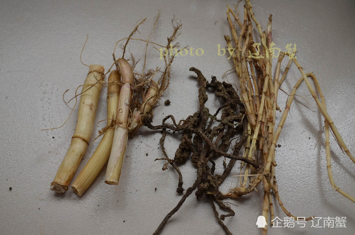 流传千年的古法三根汤，去火败毒防流感！|流感|蒲公英|芦苇根|白茅根|黑糖_新浪新闻