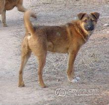 中华田园犬——土狗