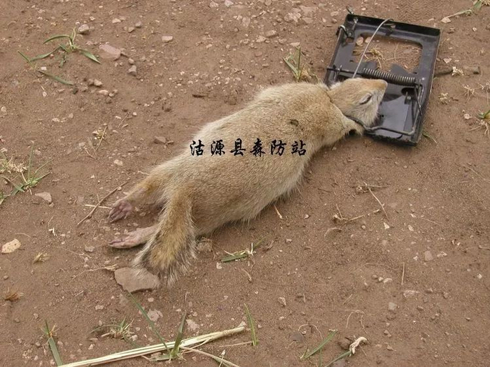 国产土拨鼠之谜