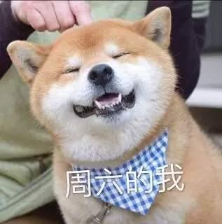 一周七天狗表情包:周一的我,周二的我,周三的我……周六的我