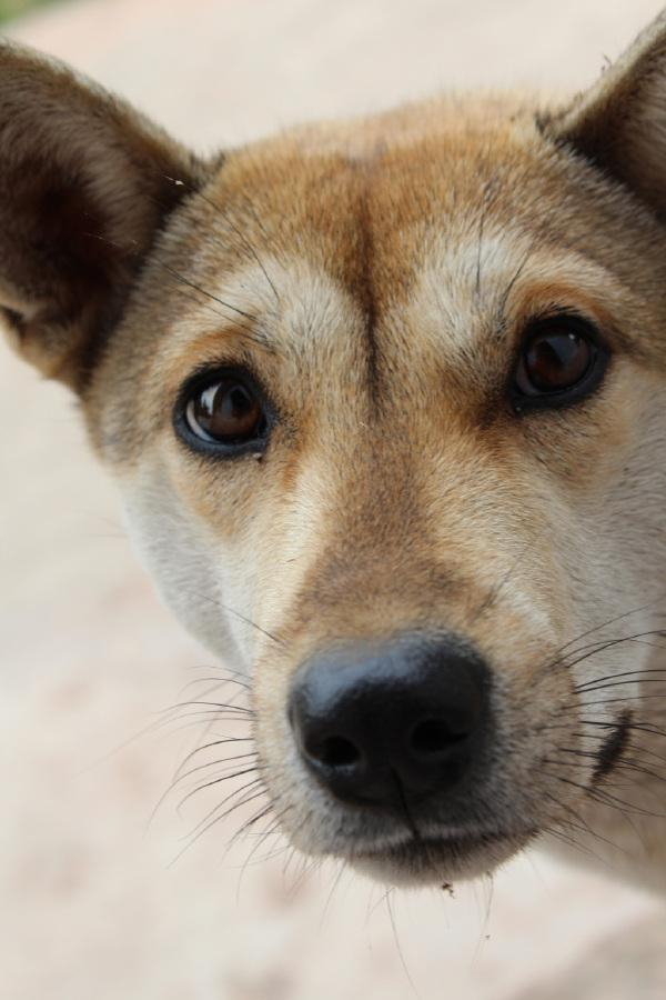 中华田园犬——土狗